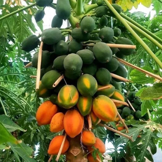 mandal-nursery