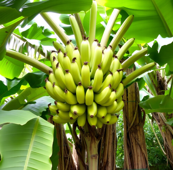 mandal-nursery