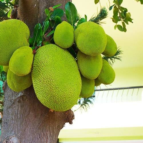 Jackfruit Tree (Kathal Gach)